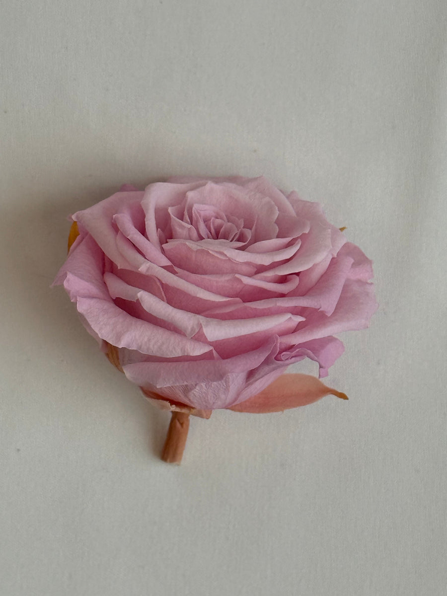 Exclusive Roses Pink Lace – Ambience Bloom