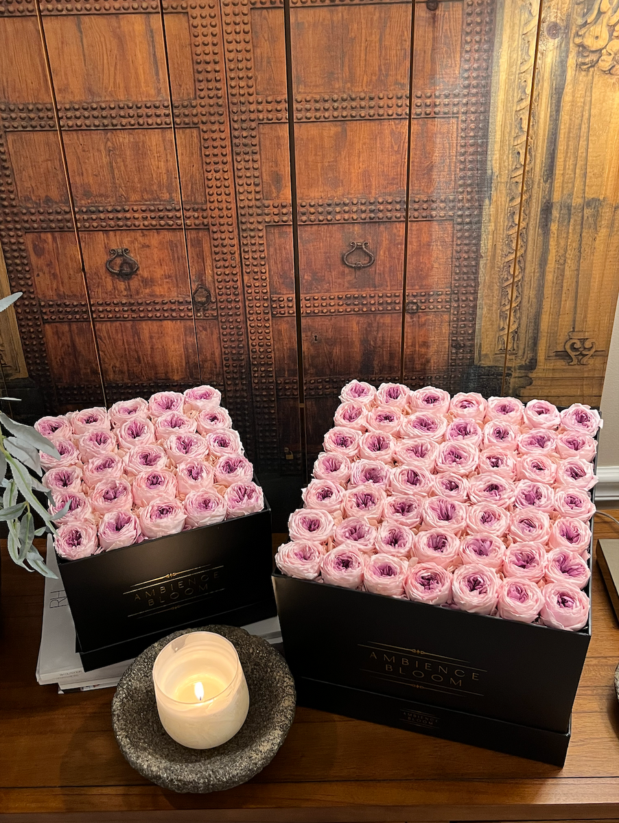 Premium Garden Roses – Ambience Bloom