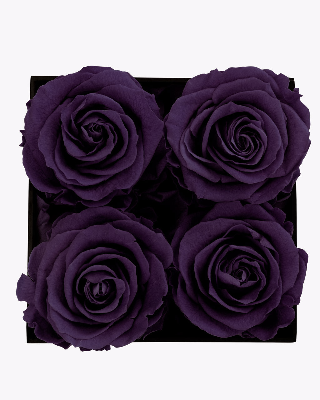 color_ROYAL PURPLE