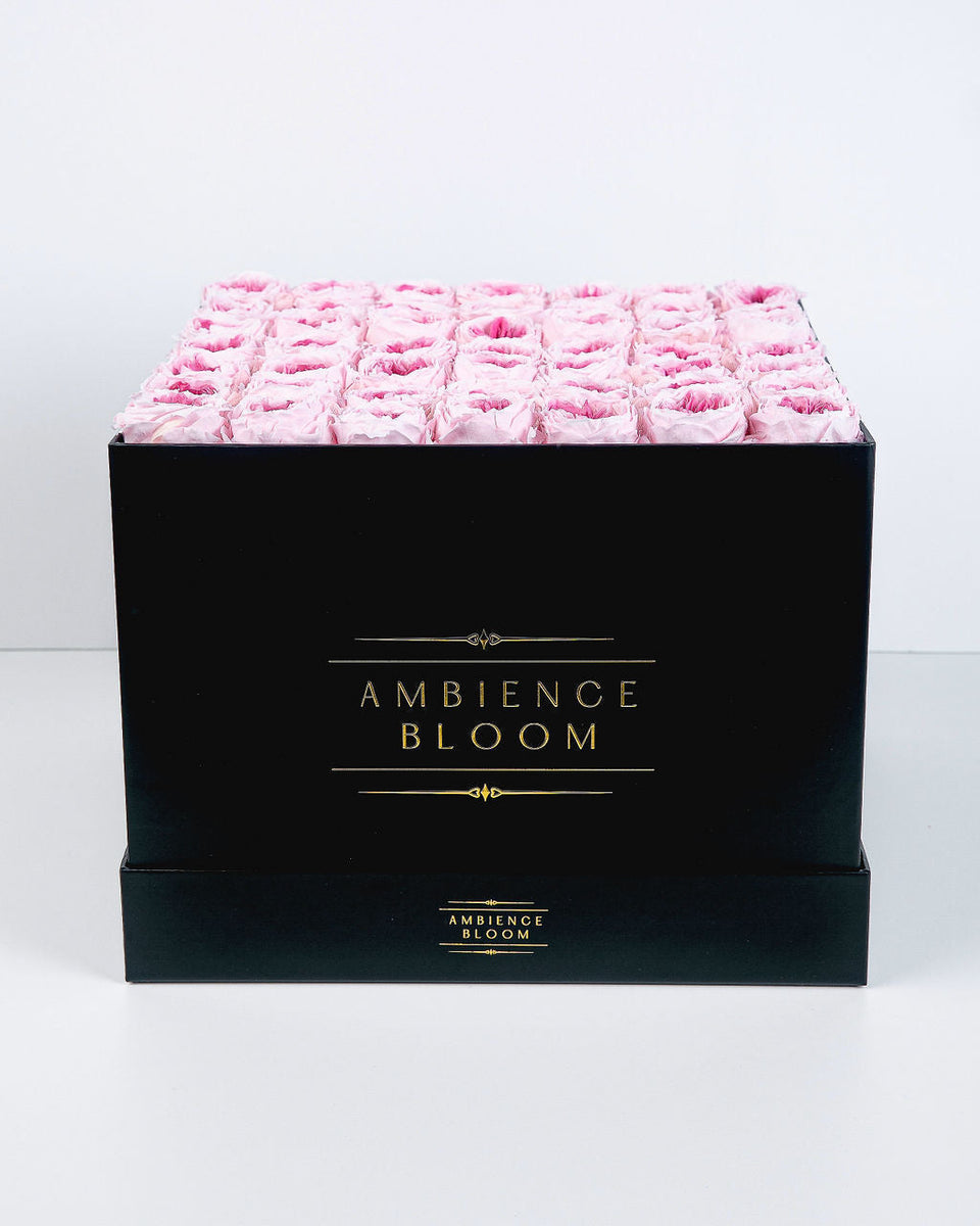 Premium Garden Rose - Pink Rouge – Ambience Bloom
